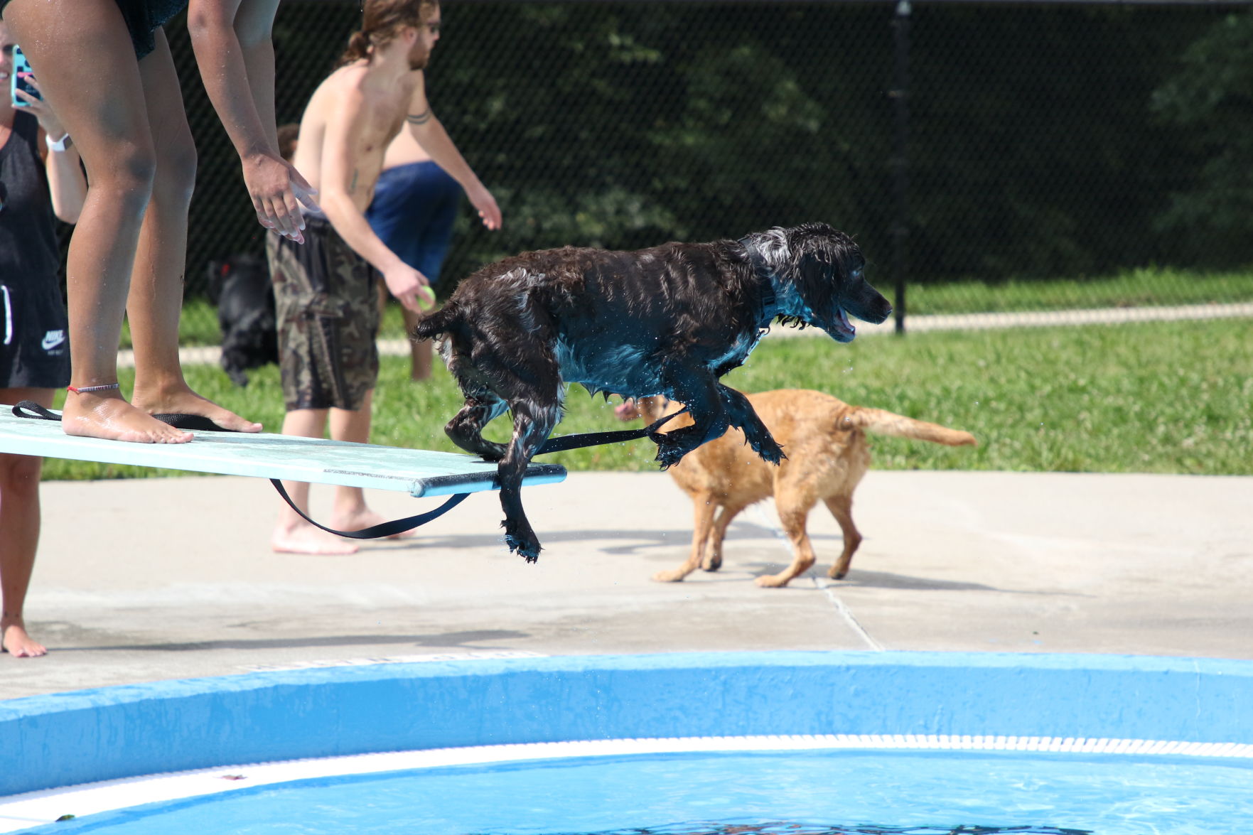 Dogs at the pool (58).JPG